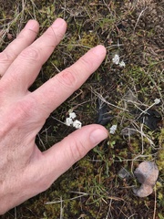 Lomatium piperi