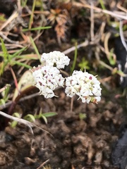 Lomatium piperi
