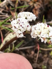 Lomatium piperi