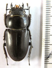 Serrognathus titanus sakishimanus