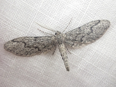 Glaucina erroraria