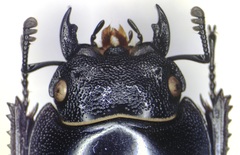 Serrognathus titanus sakishimanus