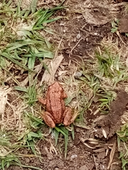 Pristimantis unistrigatus