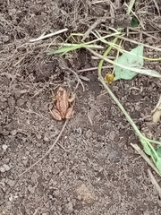 Pristimantis unistrigatus