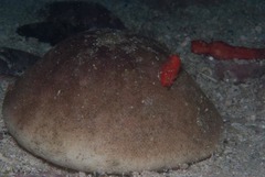 Echinolampas crassa