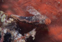 Coccotropsis gymnoderma