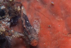 Coccotropsis gymnoderma