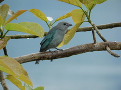 Thraupis sayaca