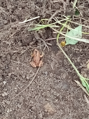 Pristimantis unistrigatus