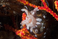 Anapagurus hendersoni