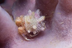 Anapagurus hendersoni