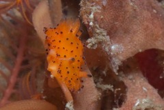 Crimora