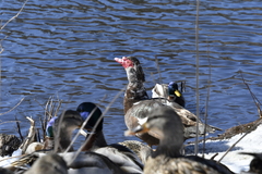 Cairina moschata domestica