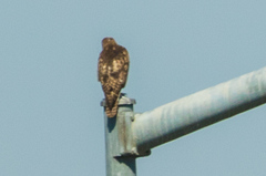 Buteo jamaicensis