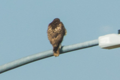 Buteo jamaicensis