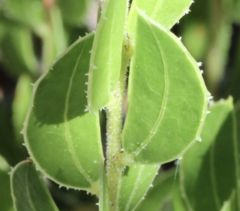 Acacia hispidula