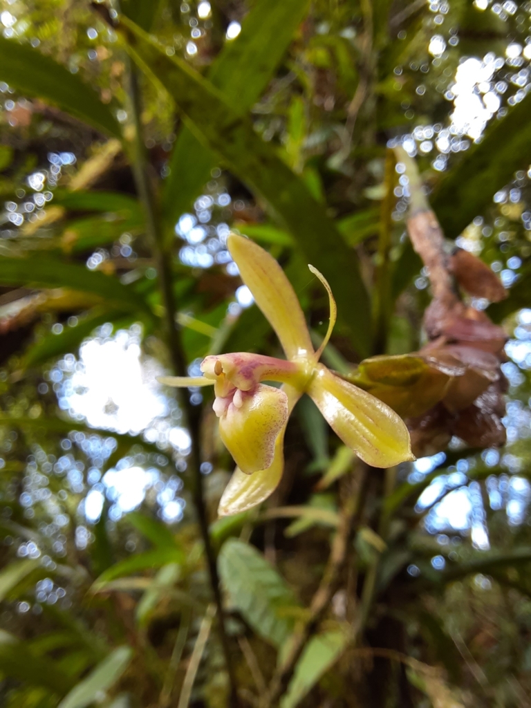 Epidendrum lankesteri Ames