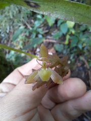 Epidendrum lankesteri