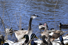 Anser anser × Branta canadensis