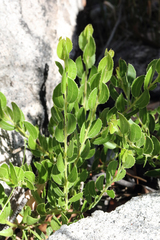 Acacia hispidula