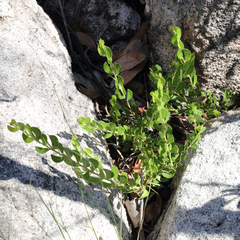 Acacia hispidula