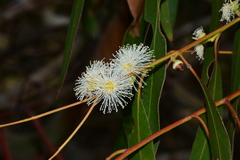 Eucalyptus viminalis pryoriana