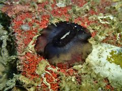 Scutus unguis