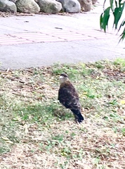 Daptrius chimango temucoensis