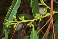 Eucalyptus viminalis pryoriana