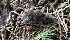 Sorex vagrans