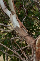 Eucalyptus viminalis pryoriana