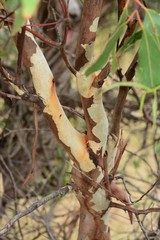 Eucalyptus viminalis pryoriana