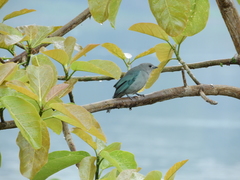 Thraupis sayaca
