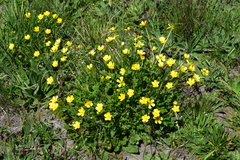 Ranunculus graniticola