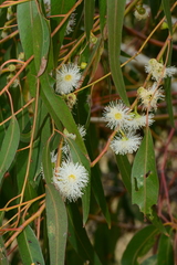 Eucalyptus viminalis pryoriana