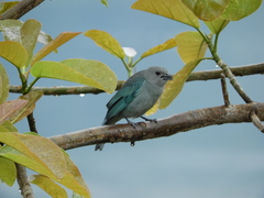 Thraupis sayaca