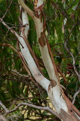 Eucalyptus viminalis pryoriana