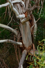 Eucalyptus viminalis pryoriana