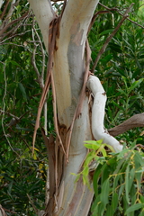 Eucalyptus viminalis pryoriana