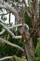 Eucalyptus viminalis pryoriana