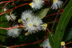 Eucalyptus viminalis pryoriana