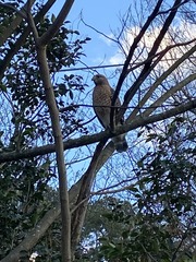 Buteo lineatus