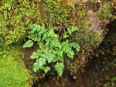 Lomatium hallii