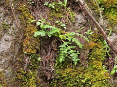 Lomatium hallii