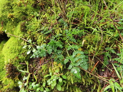 Lomatium hallii
