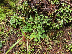 Lomatium hallii
