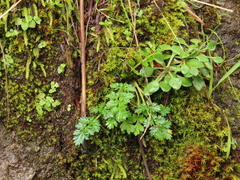 Lomatium hallii