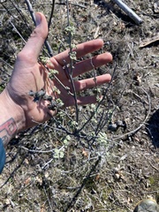 Malacothamnus helleri