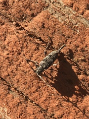 Acanthocinus obliquus