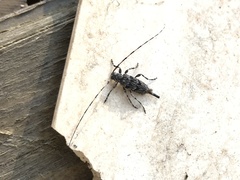 Acanthocinus obliquus